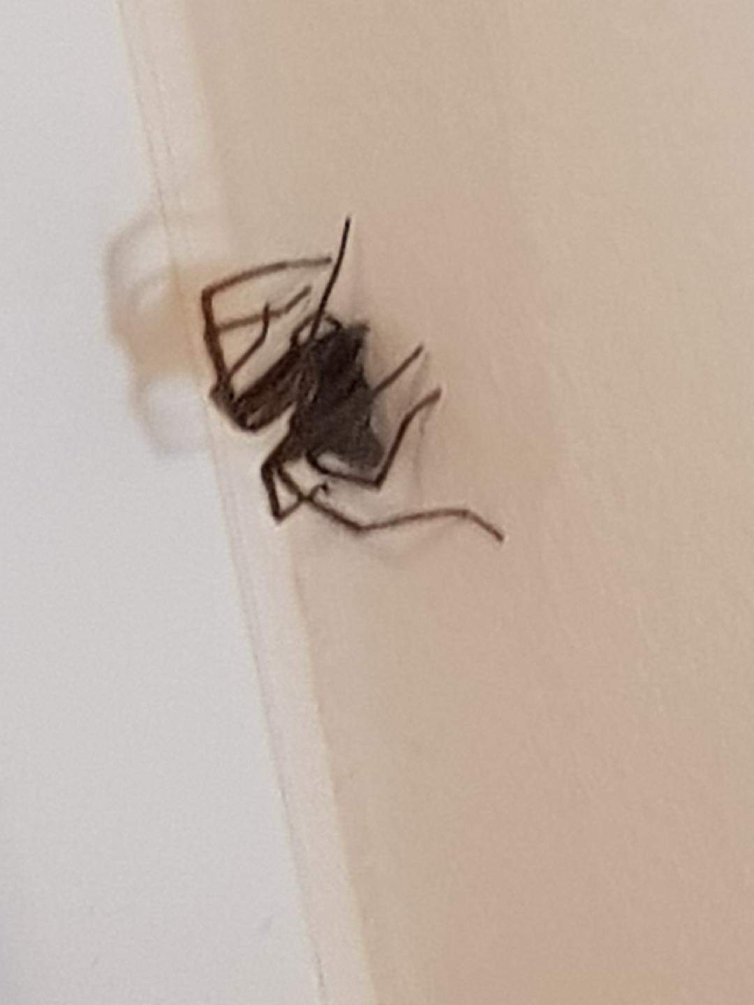 Was ist das für eine Spinne (riesig, Hauswinkelspinne