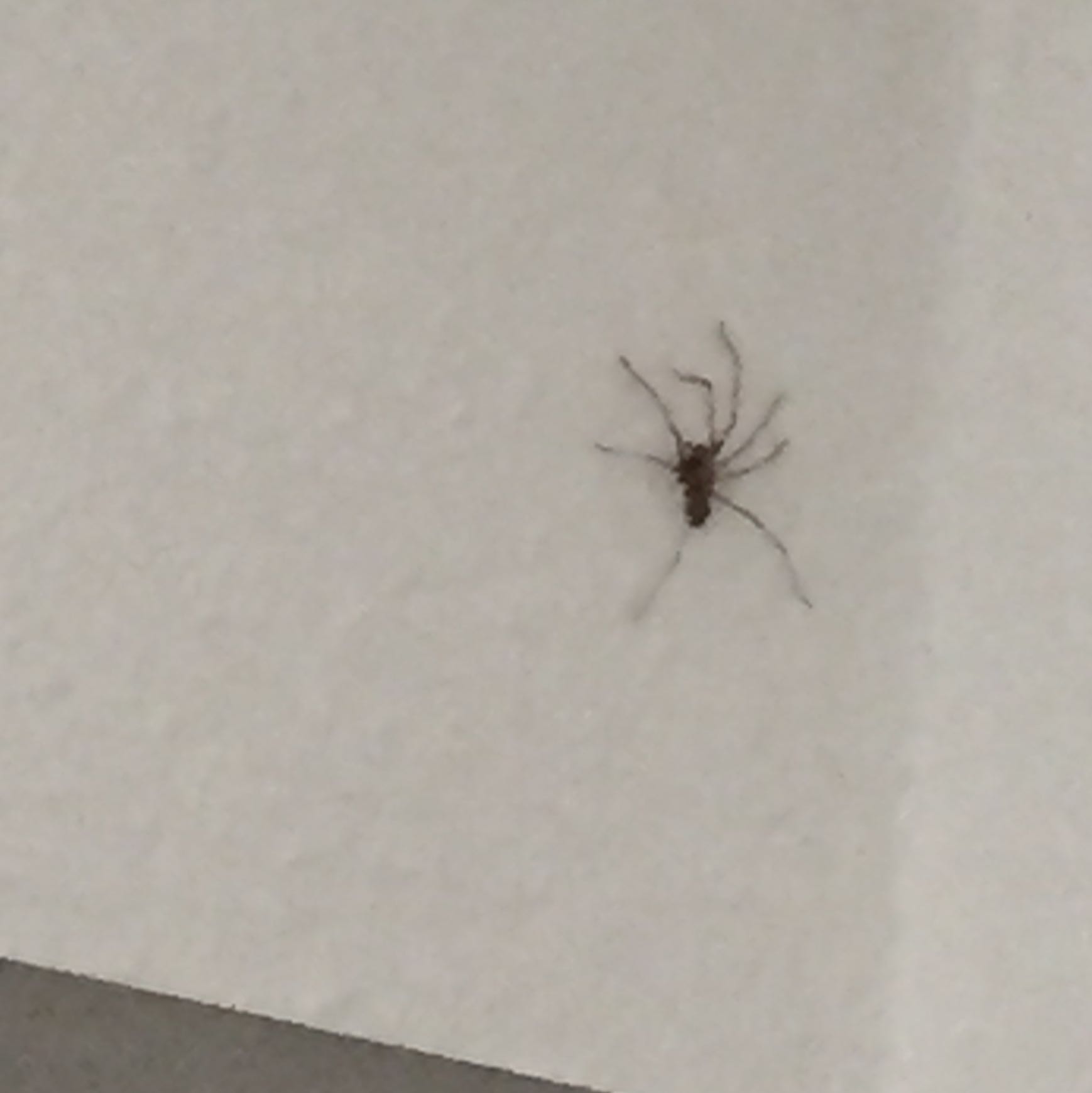 Was ist das für eine Spinne und wie halte ich sie fern? (Spinnen