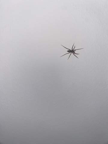 Was ist das für eine Spinne und wird sie mich im Schlaf ermorden?