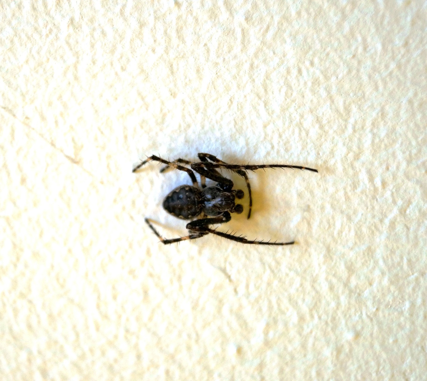 Was ist das für eine Spinne? Weiß jemand wie diese Spinnen-Art heißt