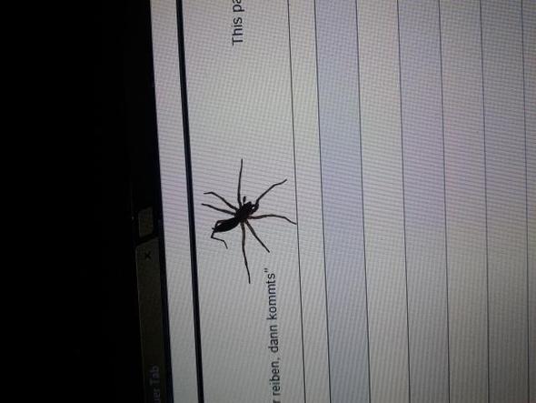 Was ist das für eine Spinnen Art? Die ist so verdammt groß :(