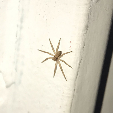 Was Ist Das Fur Eine Susse Spinne Spinnen Netz