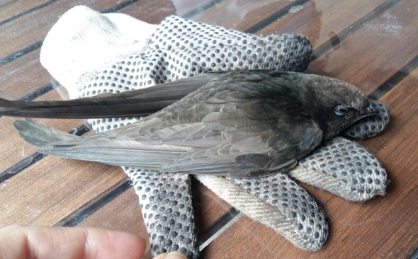 Vogel den meine Tochter entdeckt hat - (Vögel)