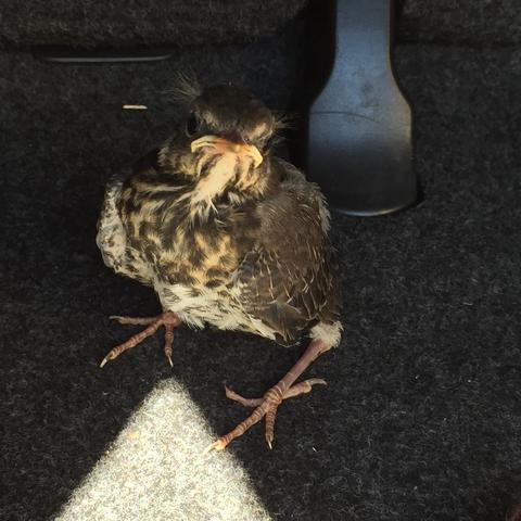 Vogel 1 - (Tiere, Biologie, Vögel)