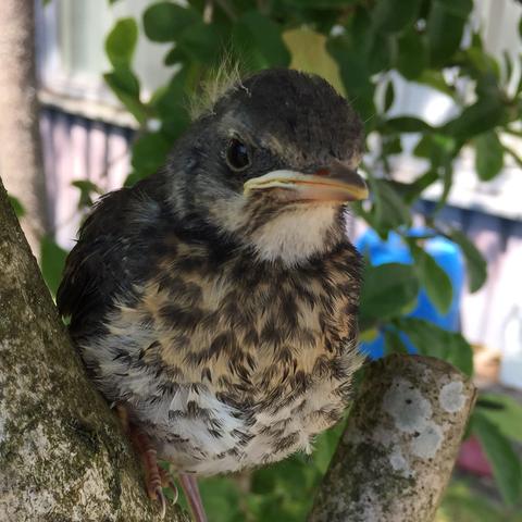 Vogel - (Tiere, Biologie, Vögel)