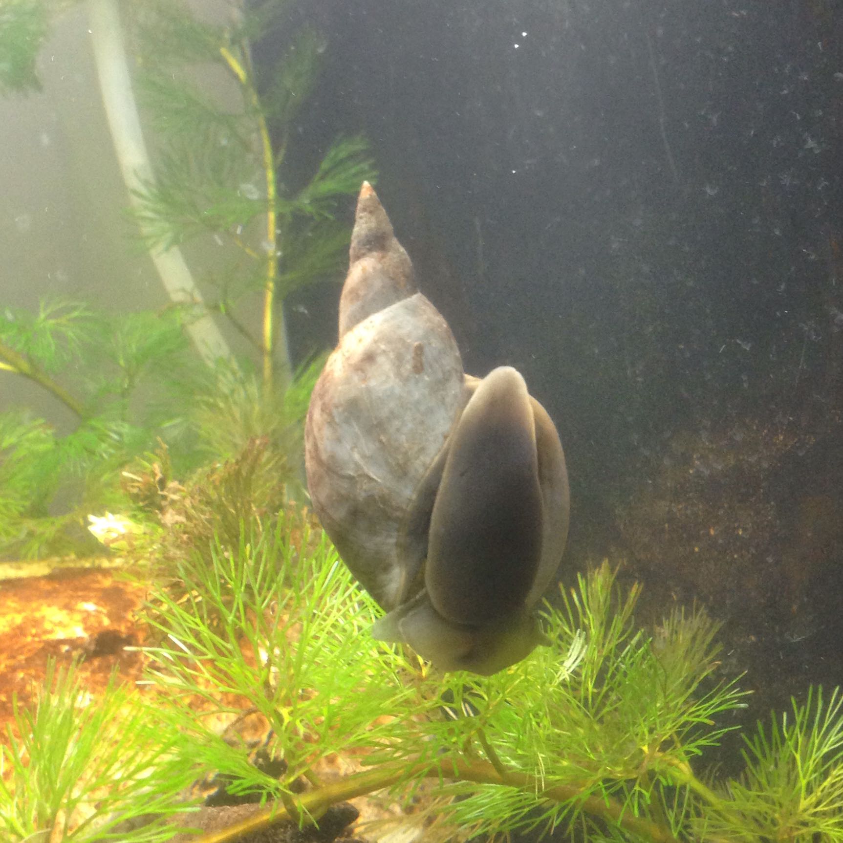 Was ist das für eine Wasserschnecke? (Aquarium, Schnecken, Zierfische)