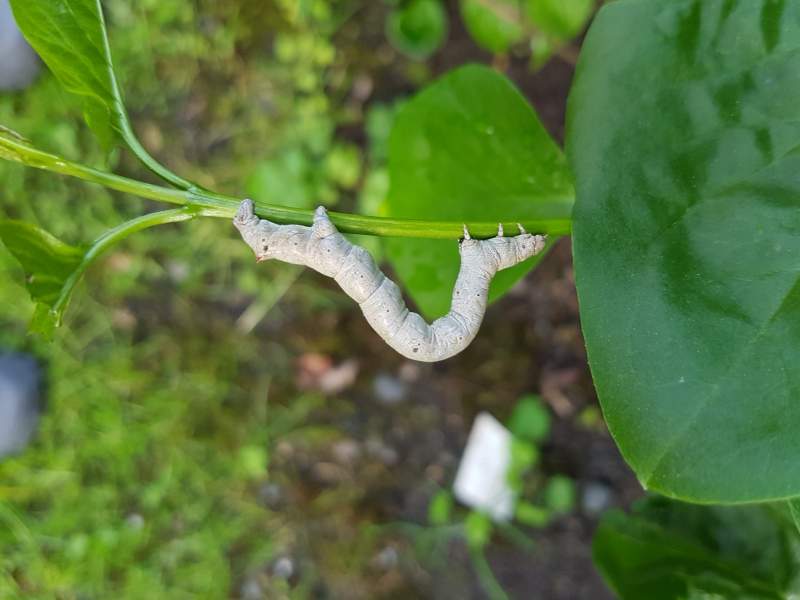 Was ist das für eine weiße Raupe? (Tiere)