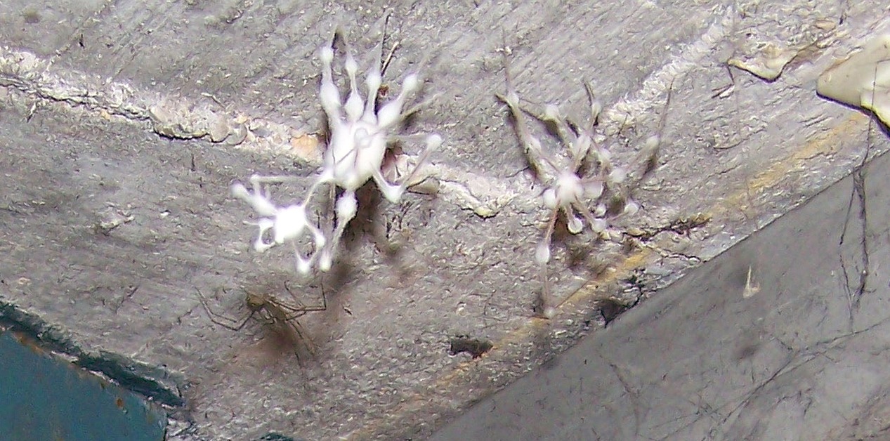 Was ist das für eine weiße Spinnen? (Spinne)