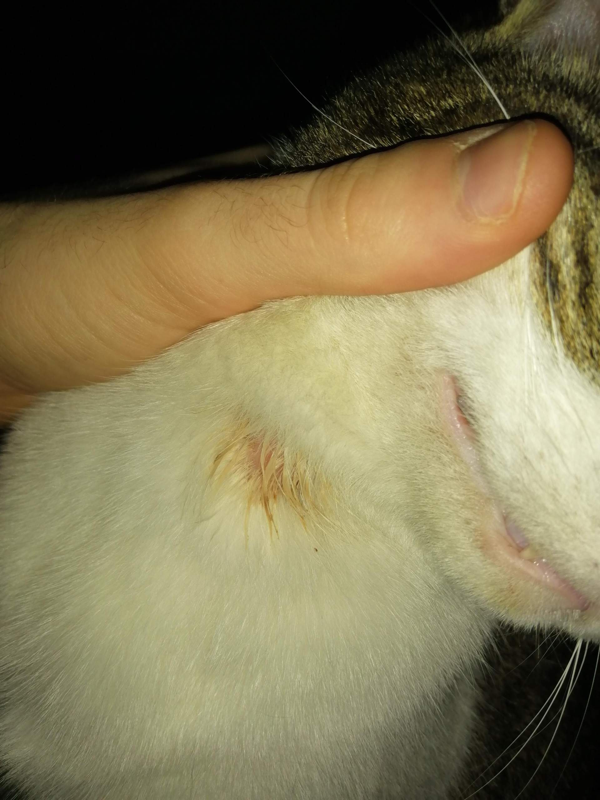 Katze Hat Mich Gekratzt Und Jetzt Schwellung Was ist das für eine Wunde bei meiner Katze? (Gesundheit und Medizin