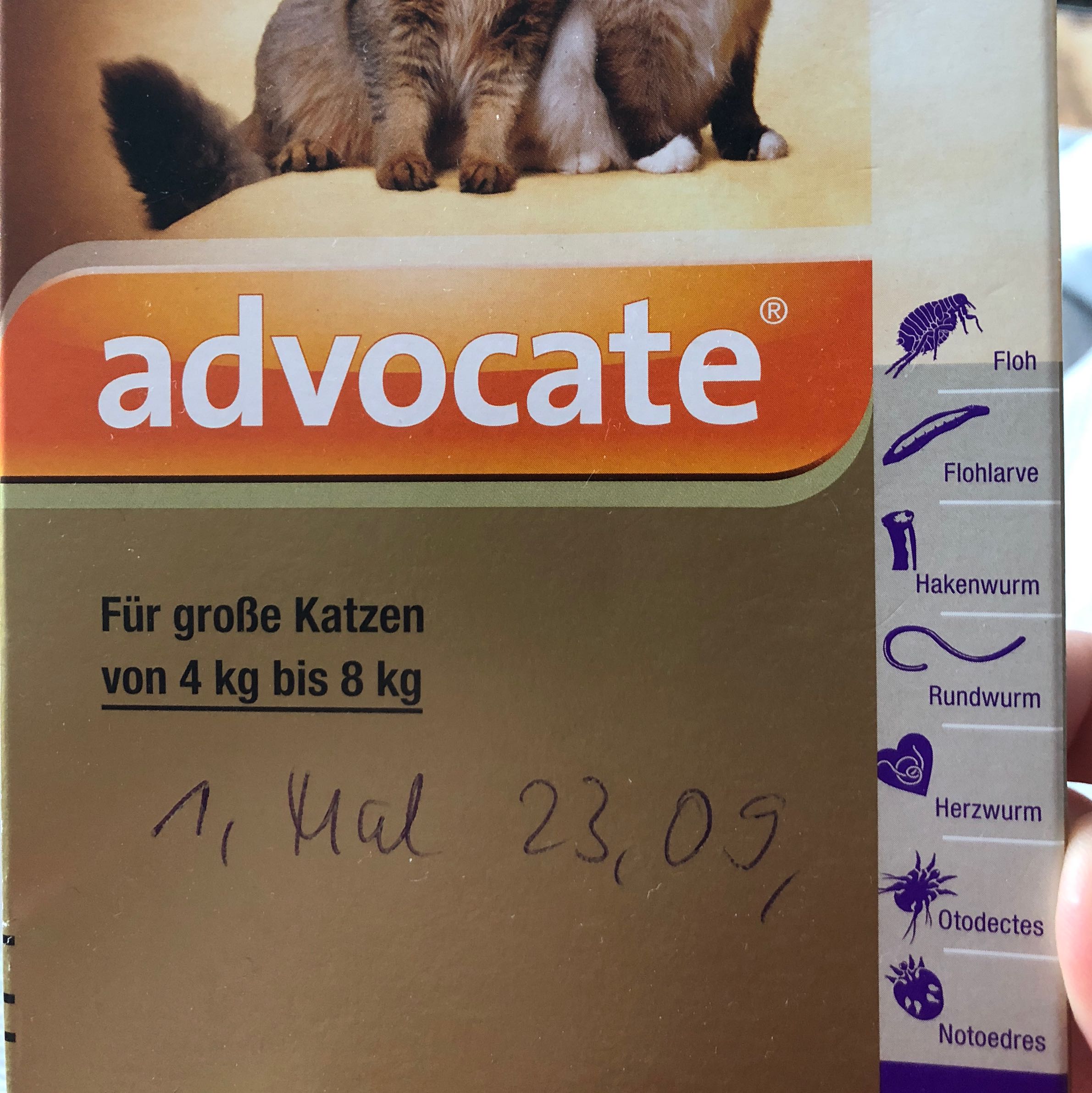 Was Ist Das Für Eine Wurmart Katze Tiere Katzen Tierarzt