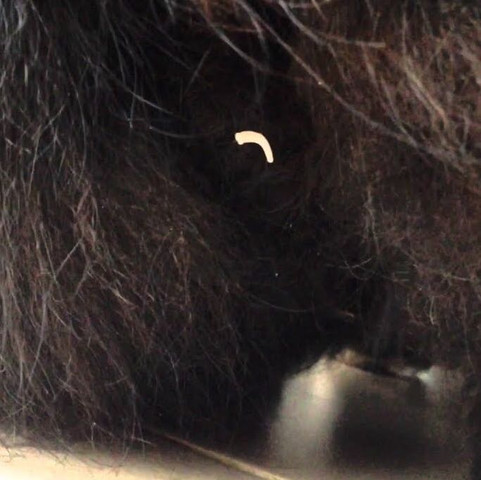 was ist das fur eine wurmart katze tiere katzen tierarzt