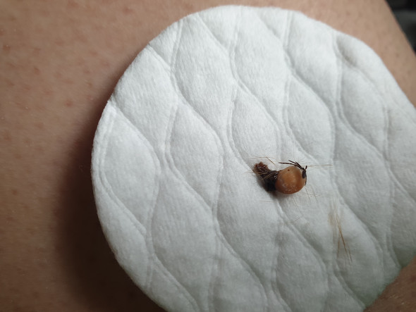 Was ist das für eine Zecke? (Tiere, Hund, Insekten)