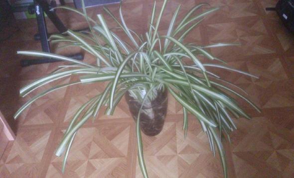 - (Pflanzen, Garten, Pflege)