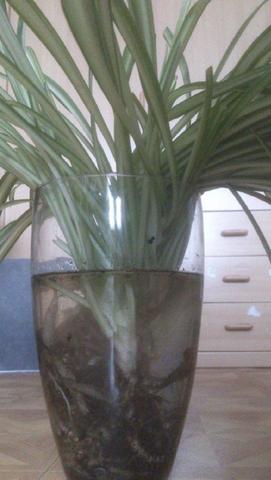 Garten gießen Garten gießen