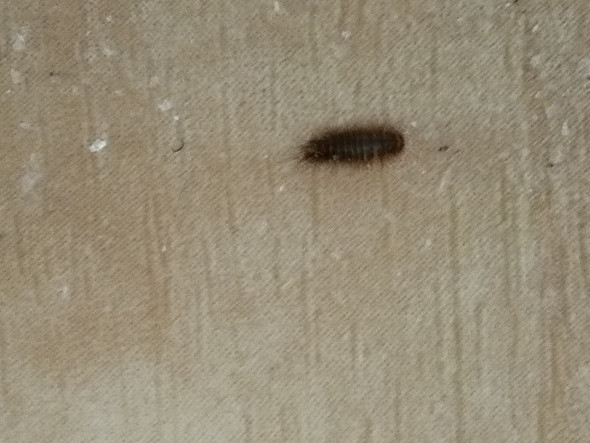 Ungeziefer Im Bettkasten Ungeziefer Im Bettkasten