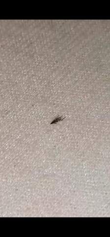 - (Tiere, Insekten, Mücken)