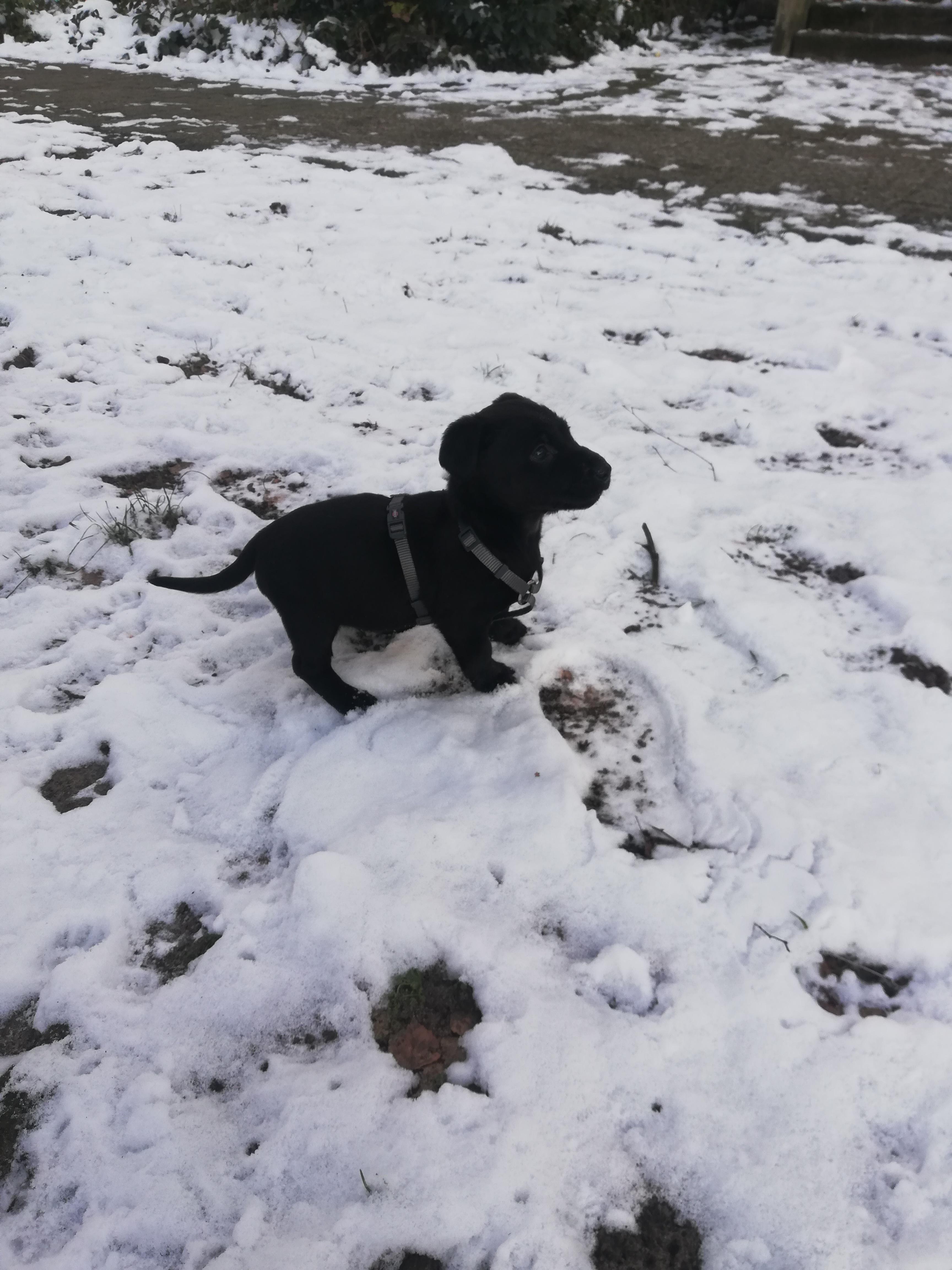 Gentest Hund Tierarzt Kosten Labogen Gentests Gentests Beim Pferd