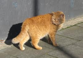was ist das fur eine katzenrasse auf diesem bild von google katze