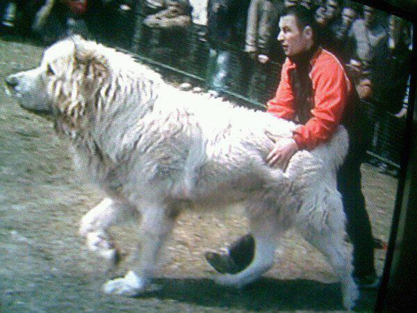 Was ist das für ne Rasse? ist das ein Kangal? (Tiere, Bär)