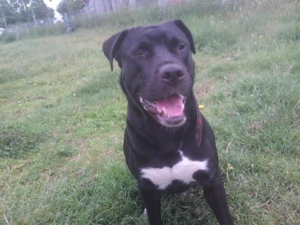 Was Ist Das Fur Ne Rasse Mix Hund Listenhunde Kampfhund