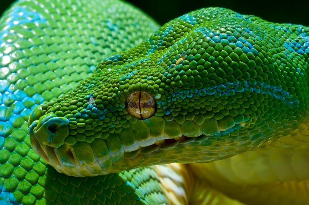 Was ist das für ne Schlange auf dem Bild? (Tiere, Schlangen)