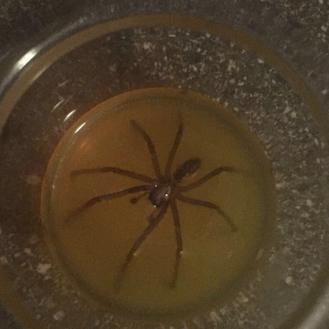 Das ist ja keine kleine - (Glas, Spinne)