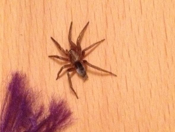 Was Ist Das Fur Nen Spinne Tiere