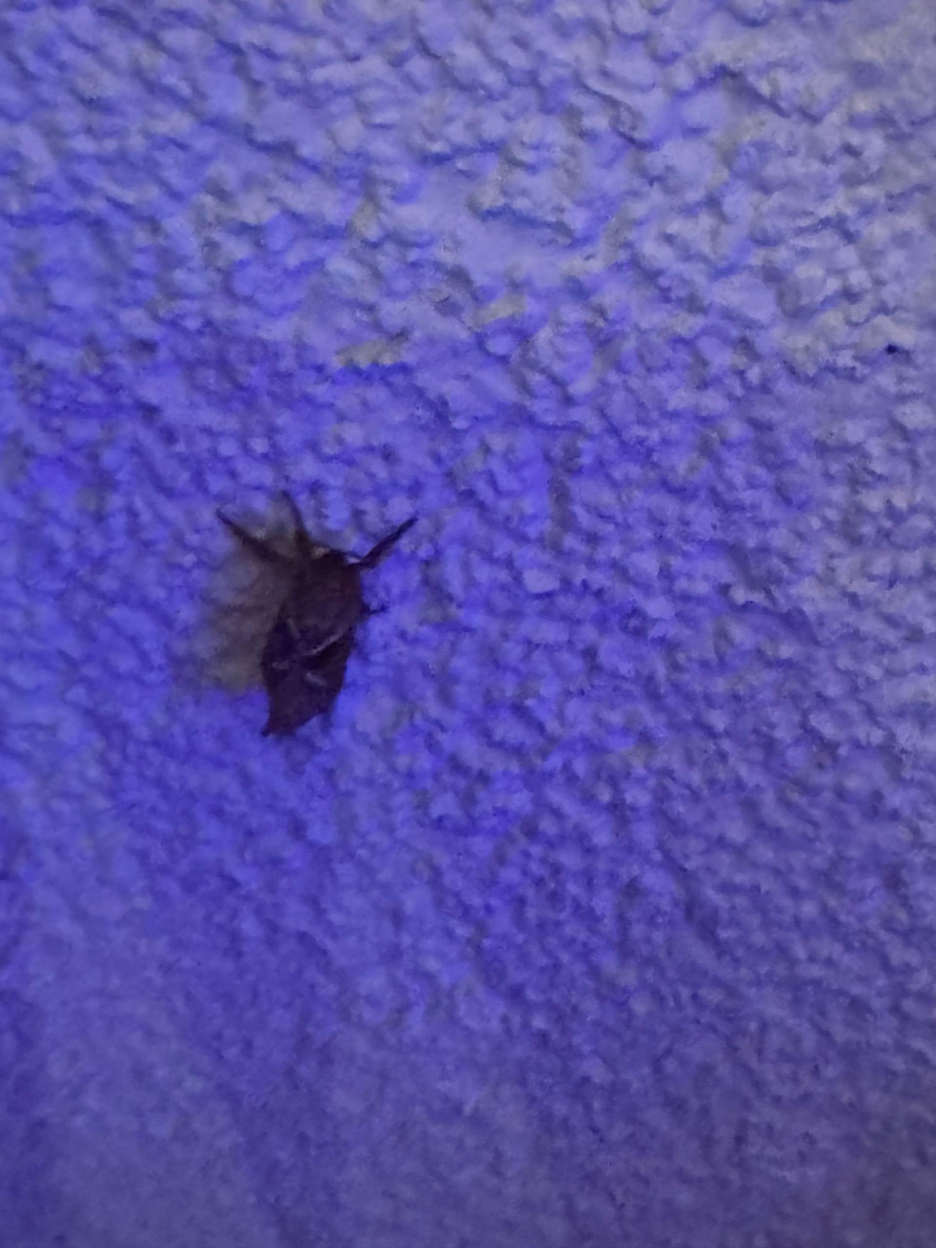 Was ist das für win Insekt und kann es stechen? (Insekten, Schädlinge ...