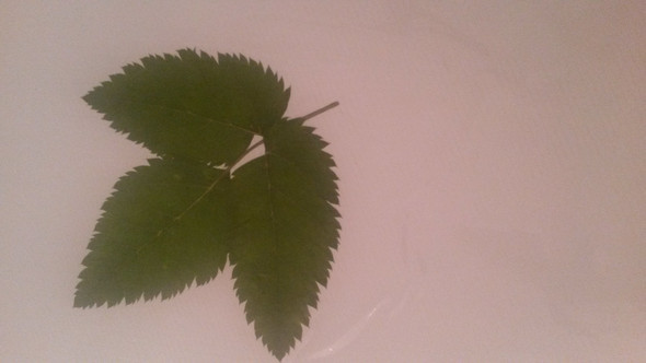 blatt - (Garten, Natur, Baum)