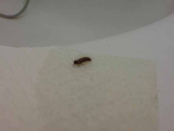 - (Haushalt, Insekten, Ungeziefer)