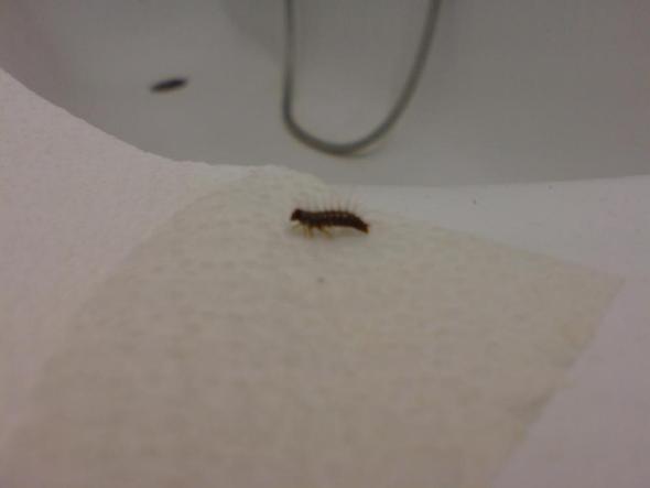 - (Haushalt, Insekten, Ungeziefer)