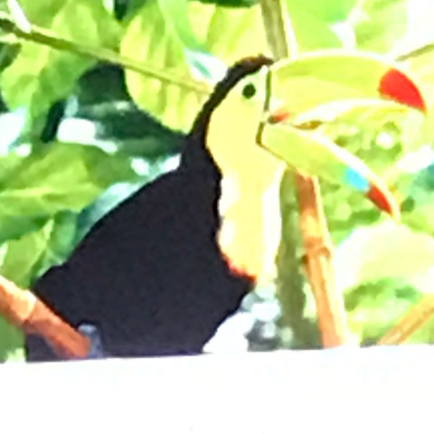 Tropischer Vogel - (Tiere, Vögel, Tropisch)