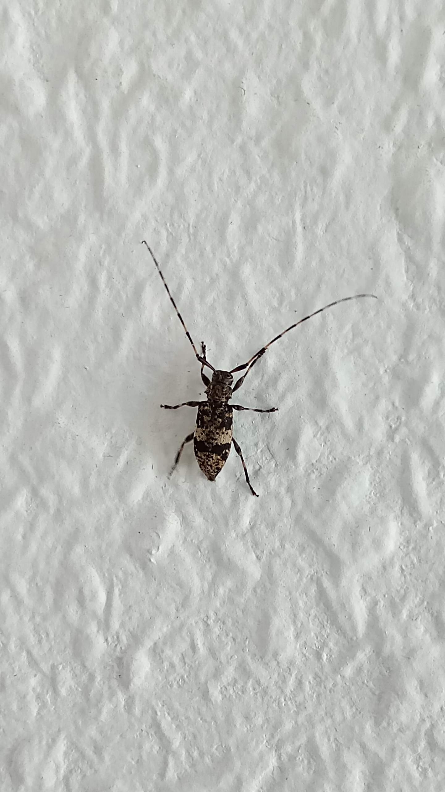 Was ist das fur ein Tier / Insekt? (Insekten, Insektenbestimmung)