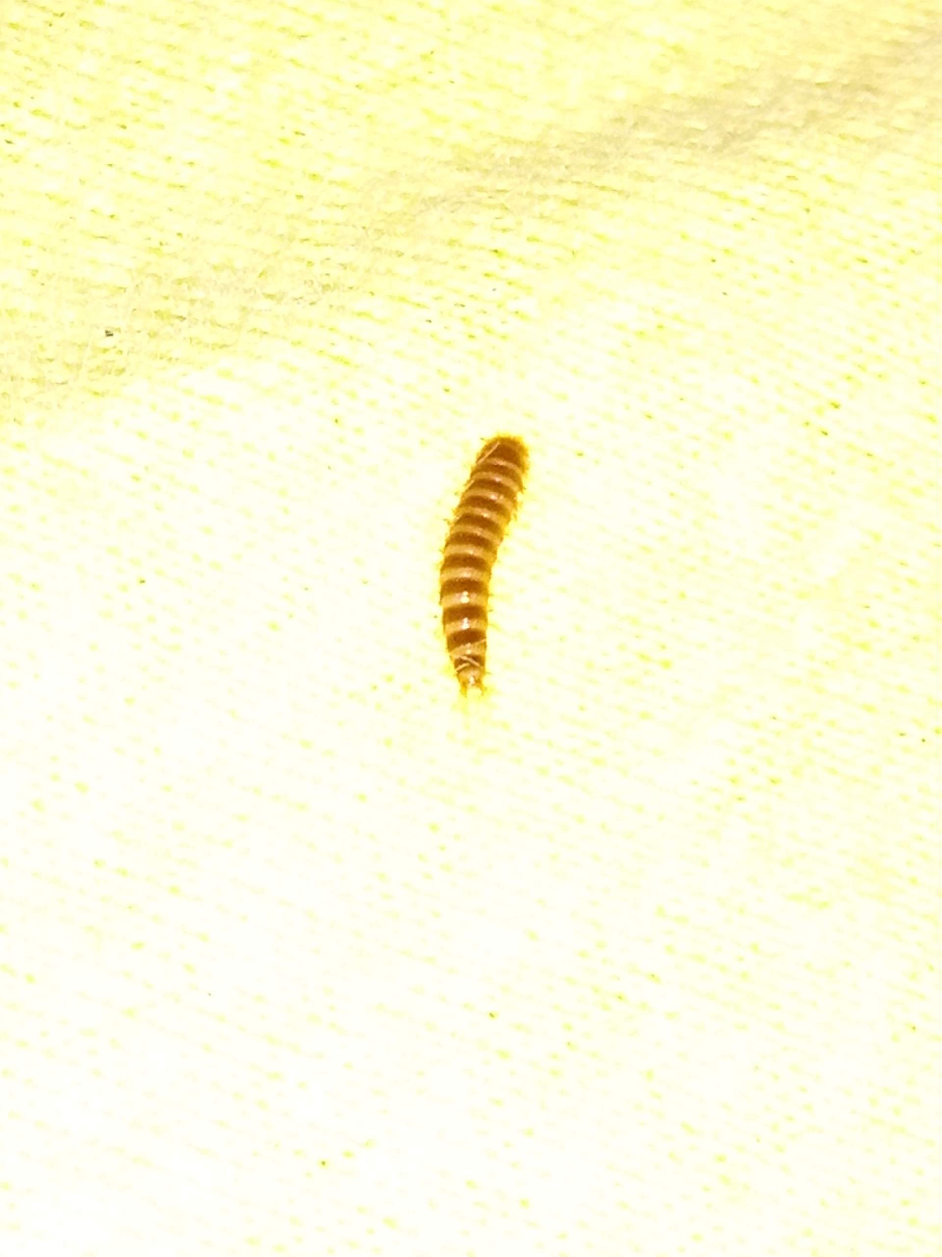 Was ist das genau, ein Wurm? (Tiere, Insekten, Würmer)