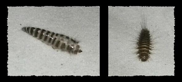 Links: Larvenhülle / Rechts: Lebende Larve  - (Insekten, Käfer, Larven)