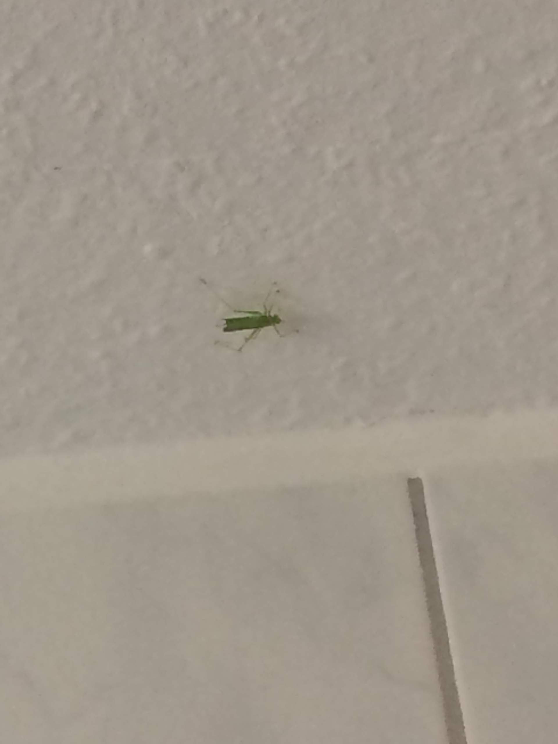 Was ist das? Grünes Insekt? (Insekten, entfernen)