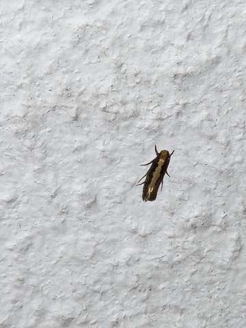 was ist das hier für ein Käfer?