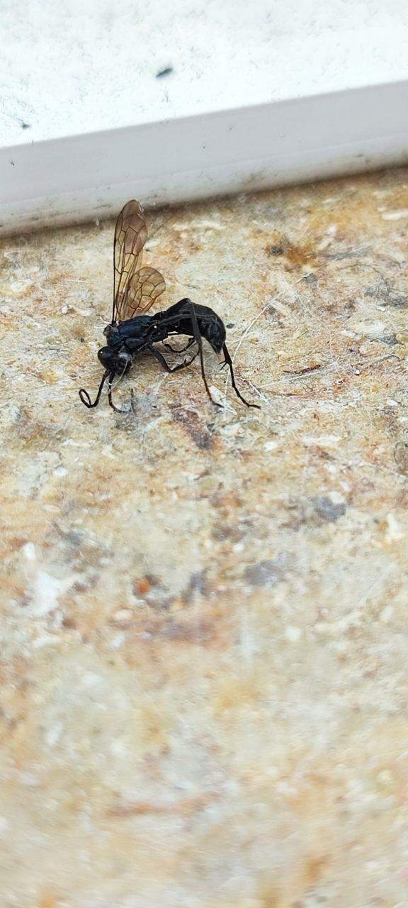 Was ist das hier für ein stechendes Insekt? (Tiere, Insekten)