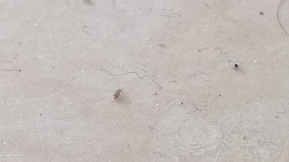 so eklig - (Insekten, Ungeziefer)