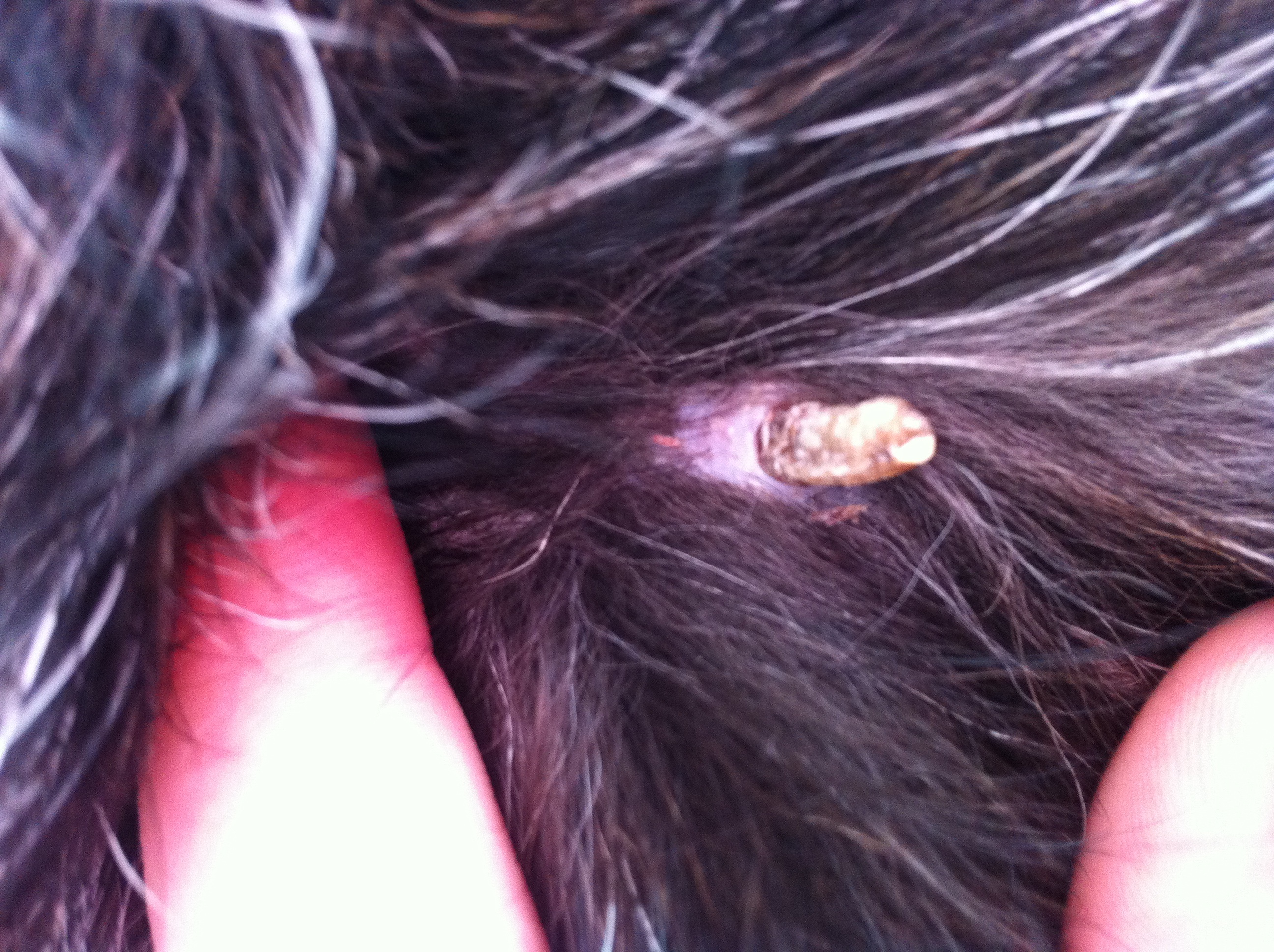Was ist das? (Hund, Gesundheit) (Tiere, Tierarzt, Kruste)