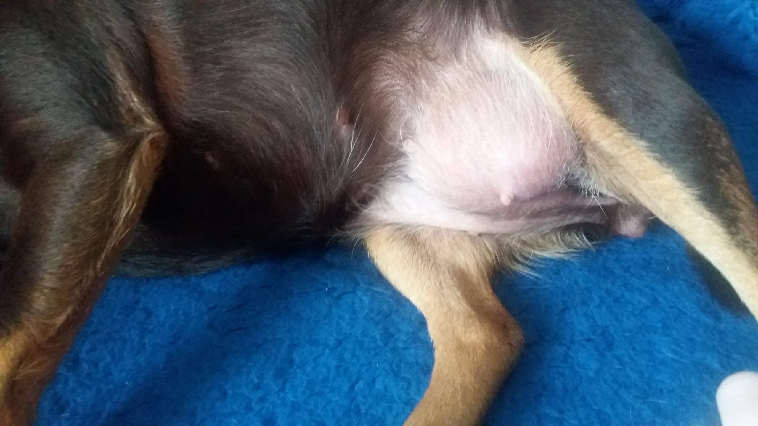 Was ist das? Hund. Ist das schlimm? Kanm man helfen? (Gesundheit)