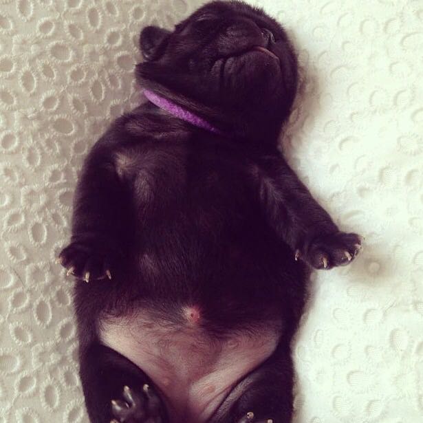 was ist das hund tiere mops