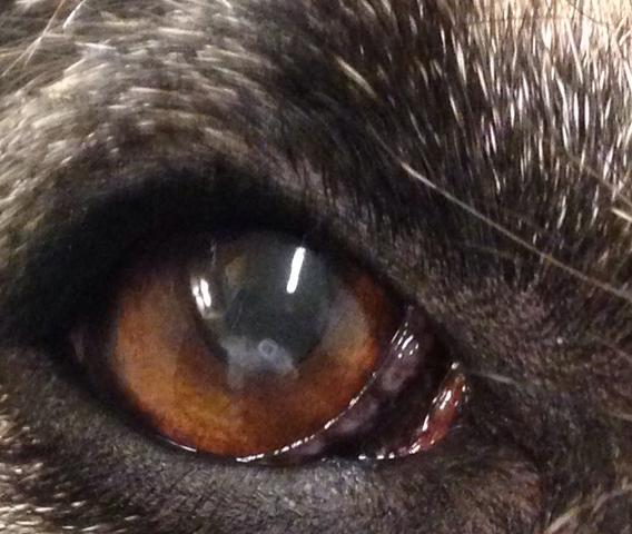 Auge des Hundes mit dem weissen Schleim - (Tiere, Hund, Augen)
