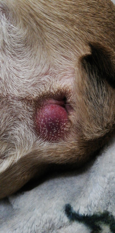 was ist das hund rot medizin veterinarmedizin hundeerkrankungen