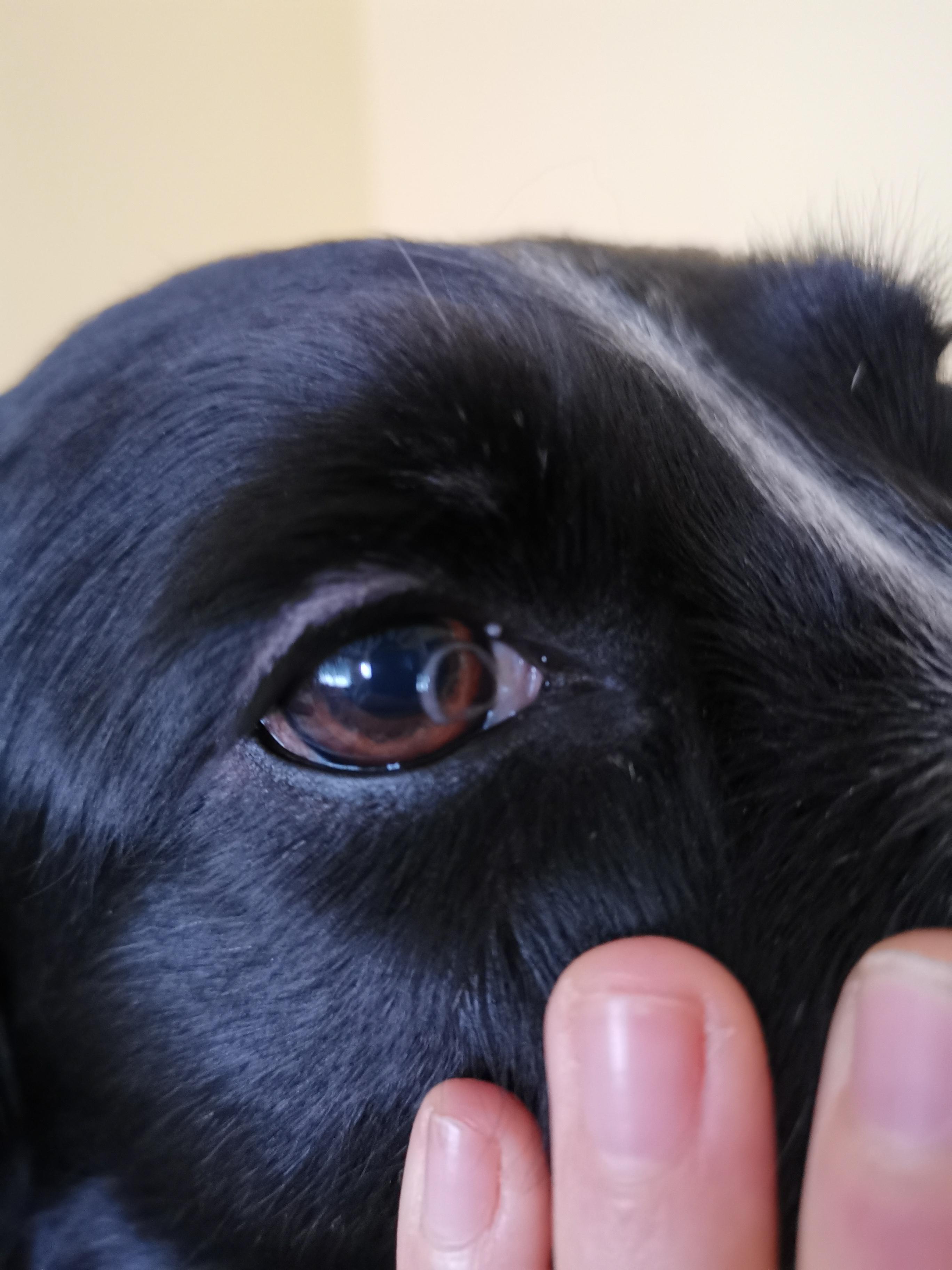 Was ist das im Auge von meinem Hund? (Tiere, Augen, Haustiere)