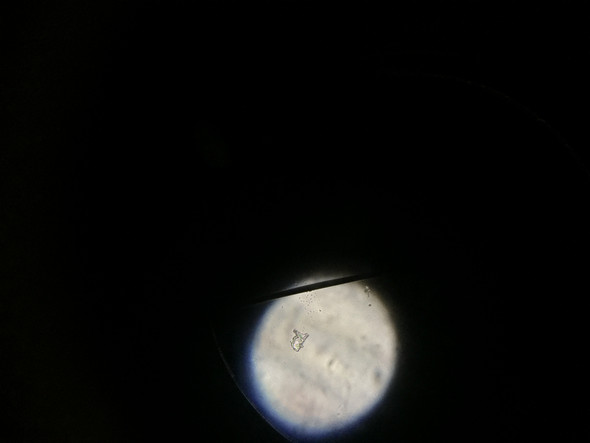 Was ist das im Wasser unterm Mikroskop?