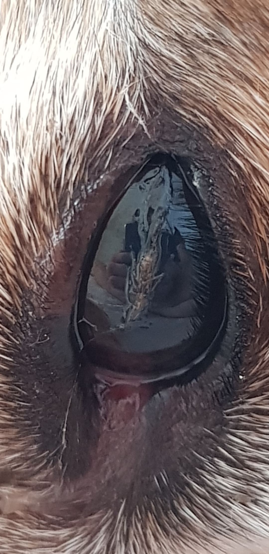 Was ist das in dem Auge meines Hundes? (Hund, Augen, Insekten)