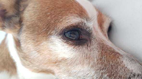 Was ist das in dem Auge meines Hundes? (Hund, Augen, Insekten)