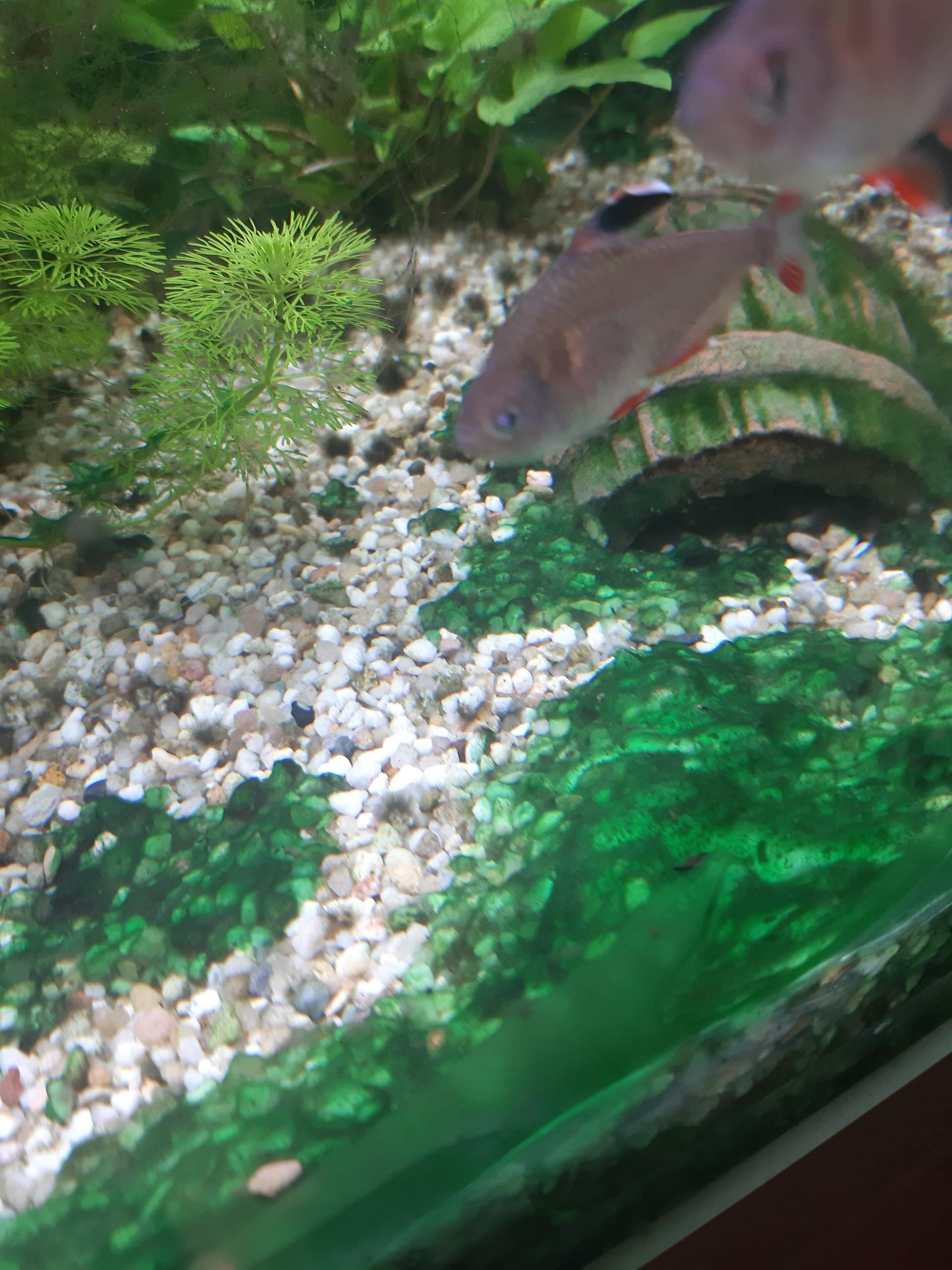 Was ist das in meinem Aquarium?Was dagegen tun? (Tiere, Wasser, Pflanzen)