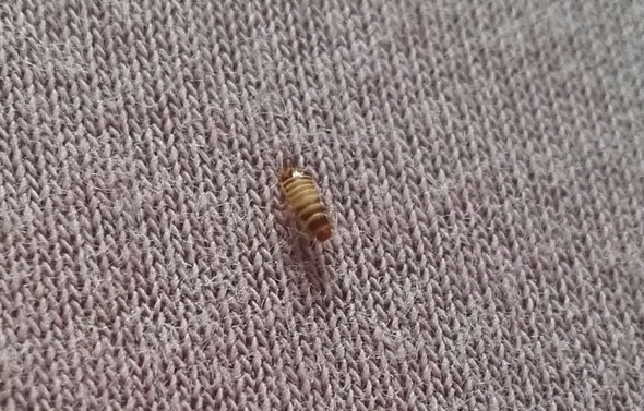 Bett im teppichkäfer larven Käfer Larve